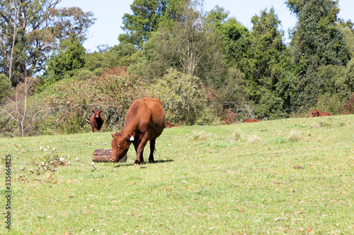 Brown cows in a green grassy field © Phillip