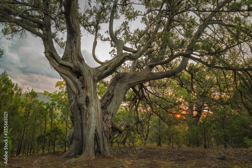 old oak tree