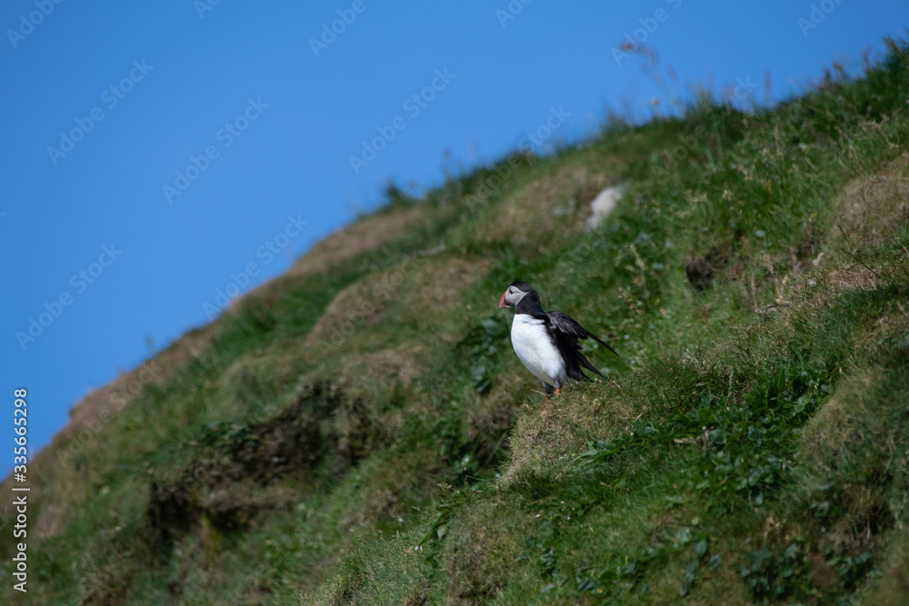 Fototapeta premium Puffins in the Faroe Islands