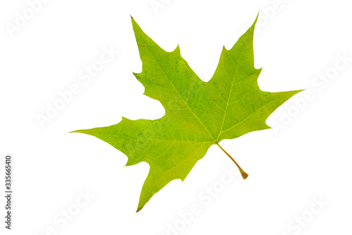 Platan leaf cut out isolated a on white background.
