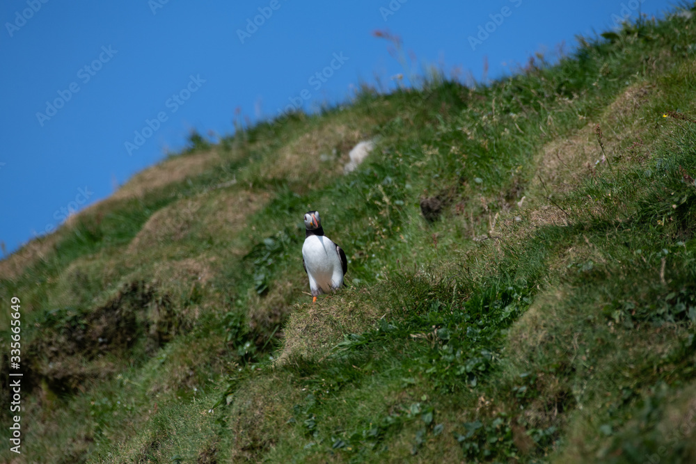 Fototapeta premium Puffins in the Faroe Islands