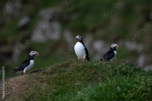 Puffins in the Faroe Islands © Bradley