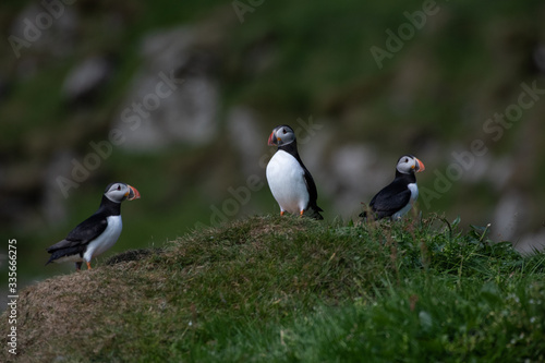 Puffins in the Faroe Islands