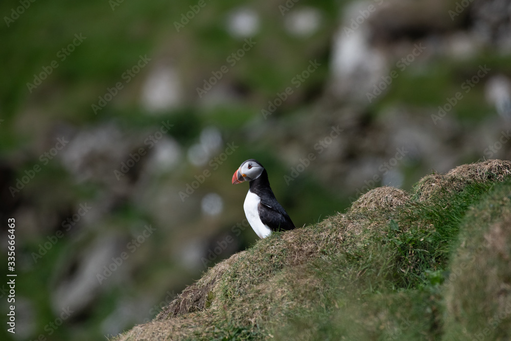Fototapeta premium Puffins in the Faroe Islands