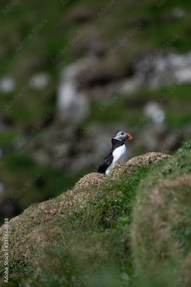 Puffins in the Faroe Islands Puffins in the Faroe Islands