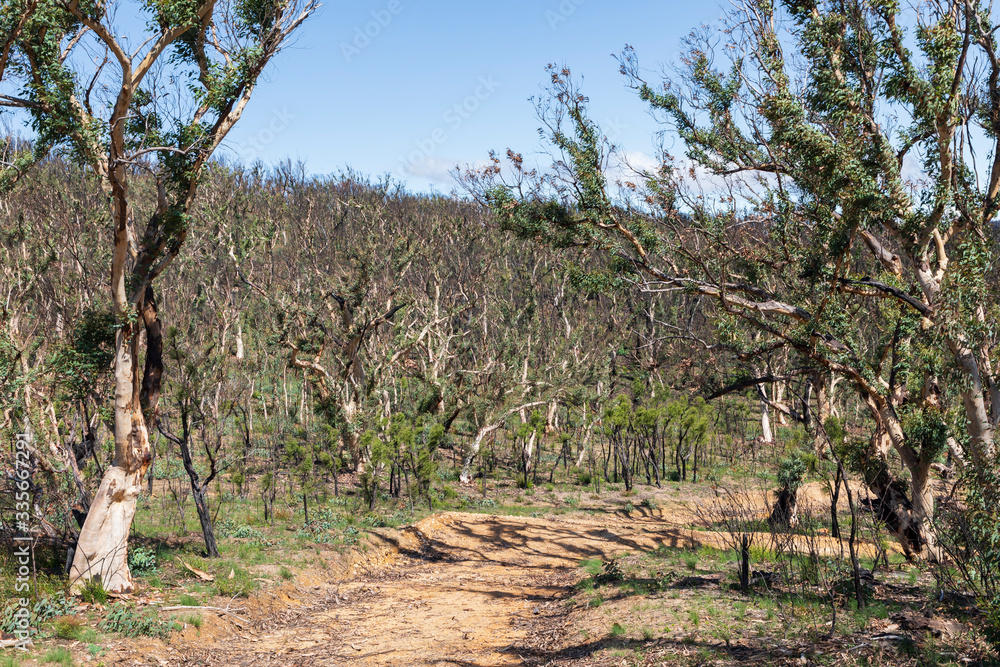 Tree regeneration in The Blue Mountains after the Australian bush fires