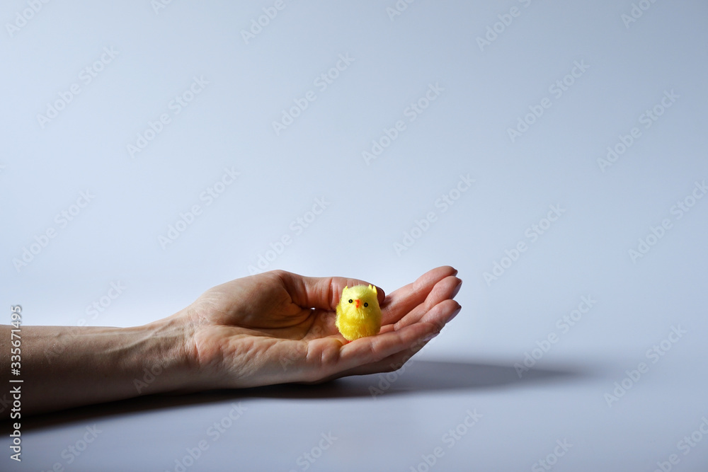 Fototapeta premium Hands holding yellow easter chicken.