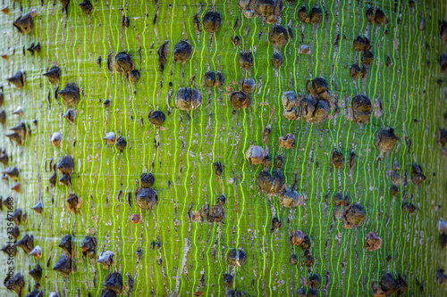 Φωτογραφία Bright veiny green and spiky bark of a pink silk floss tree in Ajijic Mexico