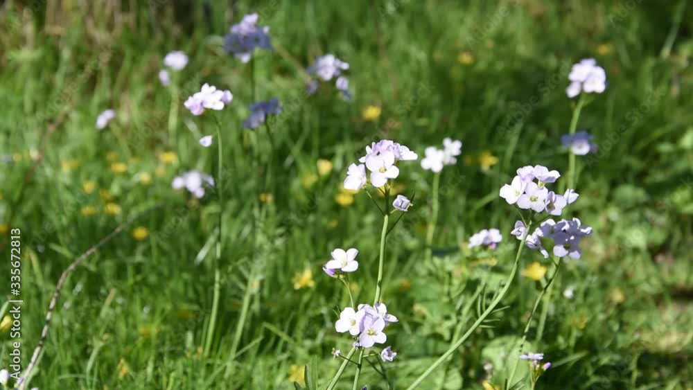 Small flowers in the field in springtime Small flowers in the field in springtime