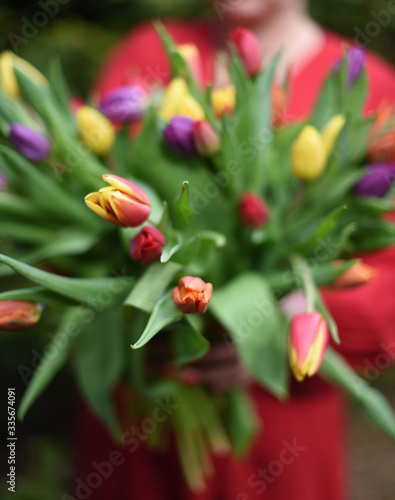 bouquet of multicolor tulips fresh spring flowers