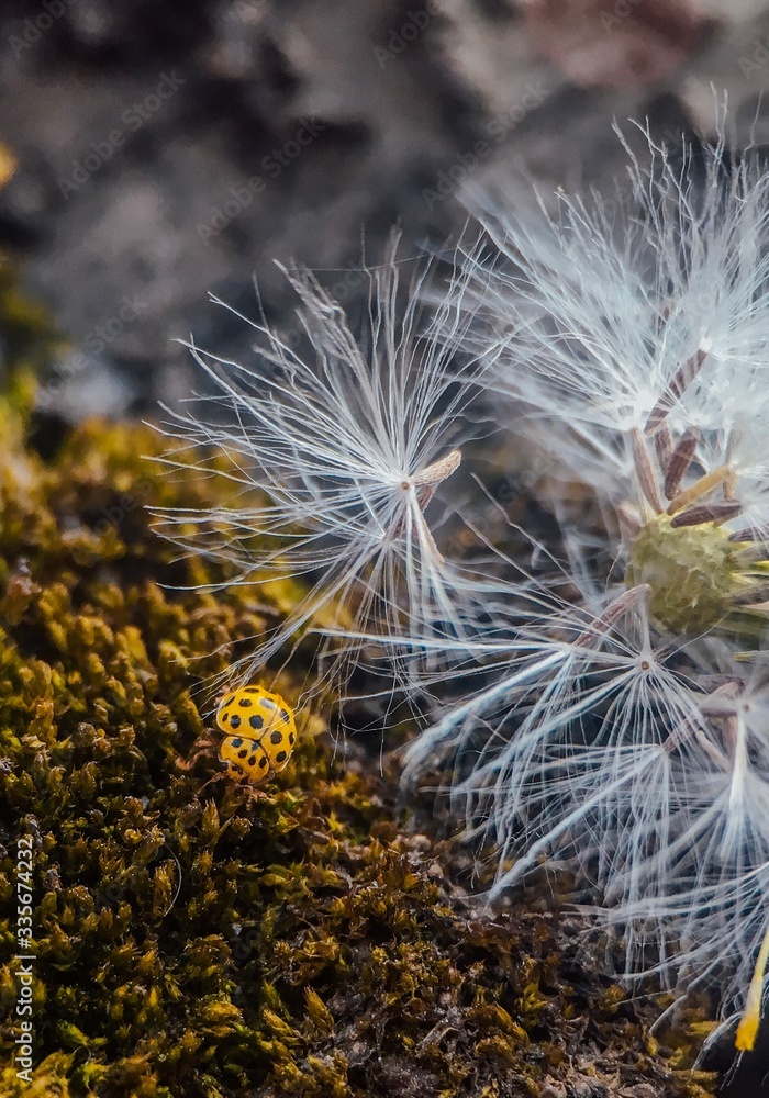 dandelion seeds on the wind