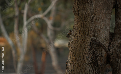 ardilla escondida en un arbol squirrel hidden in a tree