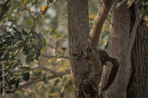ardilla escondida en un arbol squirrel hidden in a tree