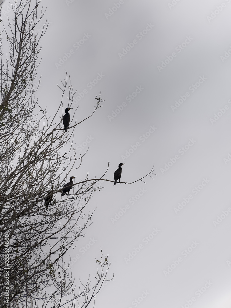 The silhouettes of trees and birds stand out against the gray sky The silhouettes of trees and birds stand out against the gray sky