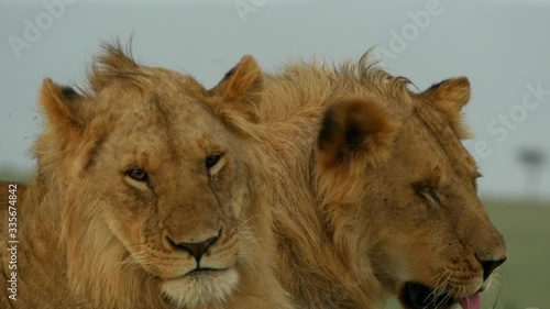 A pair of lion brothers rest together in the Masai Mara.