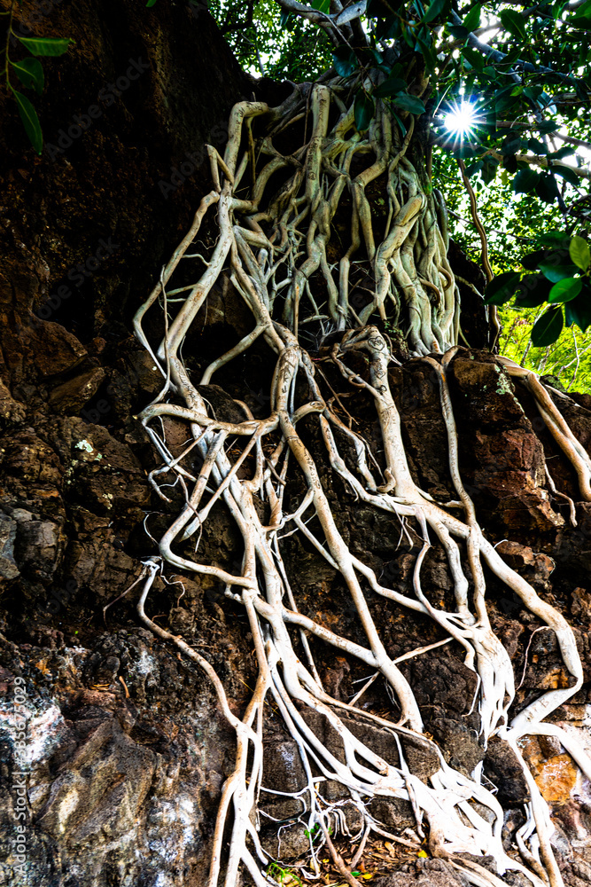 Exposed flowing intricate tree roots white in color clinging to black lava rock. It looks like a river in stark contrast. A sign of determination Exposed flowing intricate tree roots white in color clinging to black lava rock. It looks like a river in stark contrast. A sign of determination