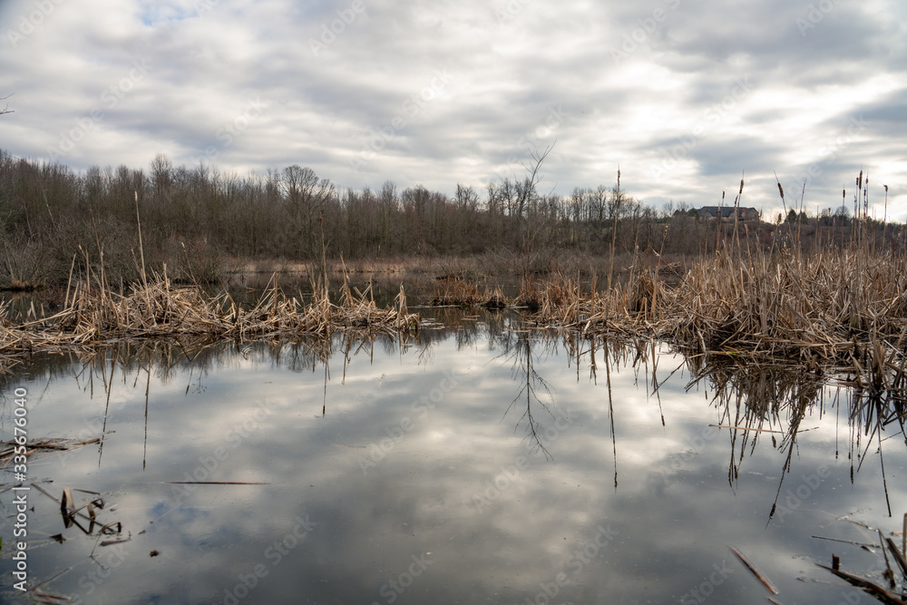 Swamp in a Calm Lake with reflections and cloudy sky Swamp in a Calm Lake with reflections and cloudy sky