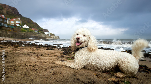 Happy miniature poodle lying down on sand beach looking and smiling at the camera with waves crashing in the background. Space for Copy / Text © Darren William Hall