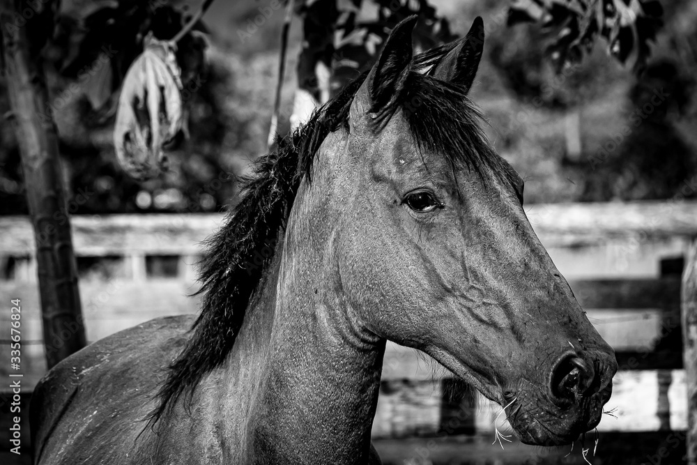 Obraz premium Horse Head