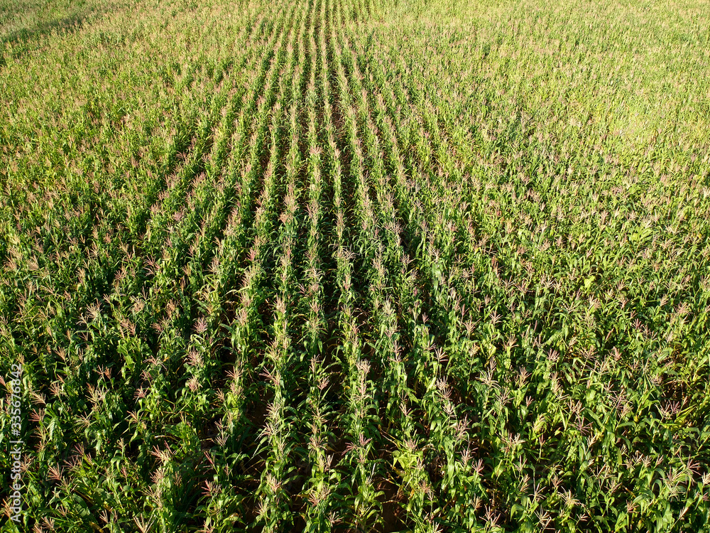 Aerial view of corn field in Brazil Aerial view of corn field in Brazil