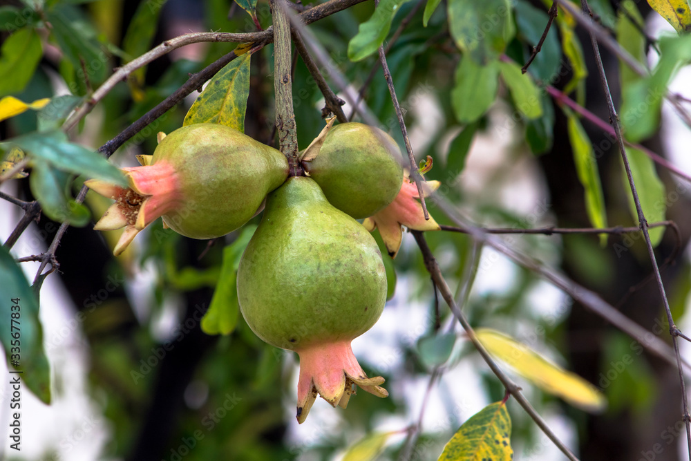 Ripe green Pomegranate Fruit on Tree Branch. The Foliage on the Background Ripe green Pomegranate Fruit on Tree Branch. The Foliage on the Background