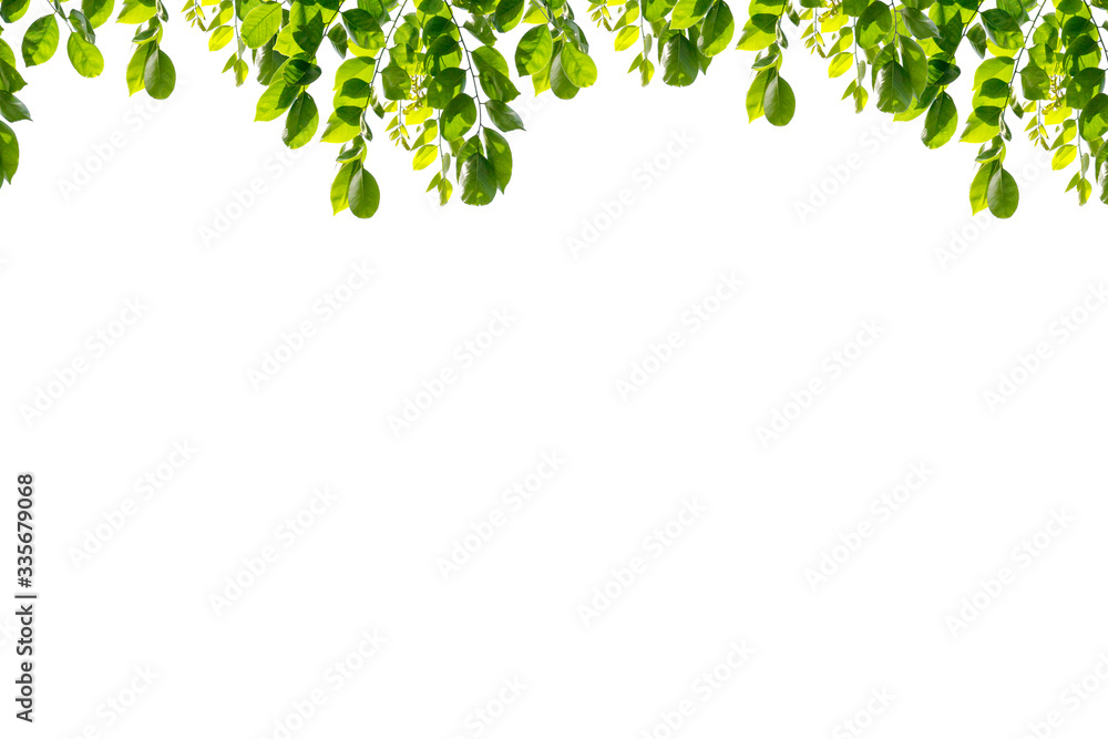 green leaf isolated on white background with copy space green leaf isolated on white background with copy space