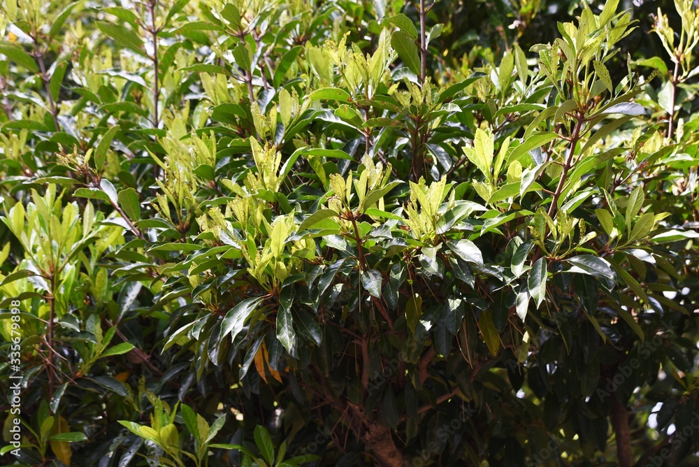 Viburnum odoratissimum (Sweet vibrunum) / Adoxaceae evergreen tree.