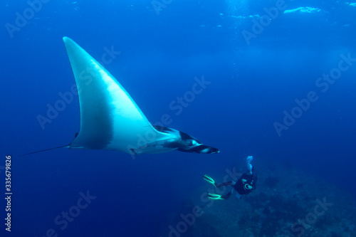 Oceanic Manta Ray and scuba diver 
