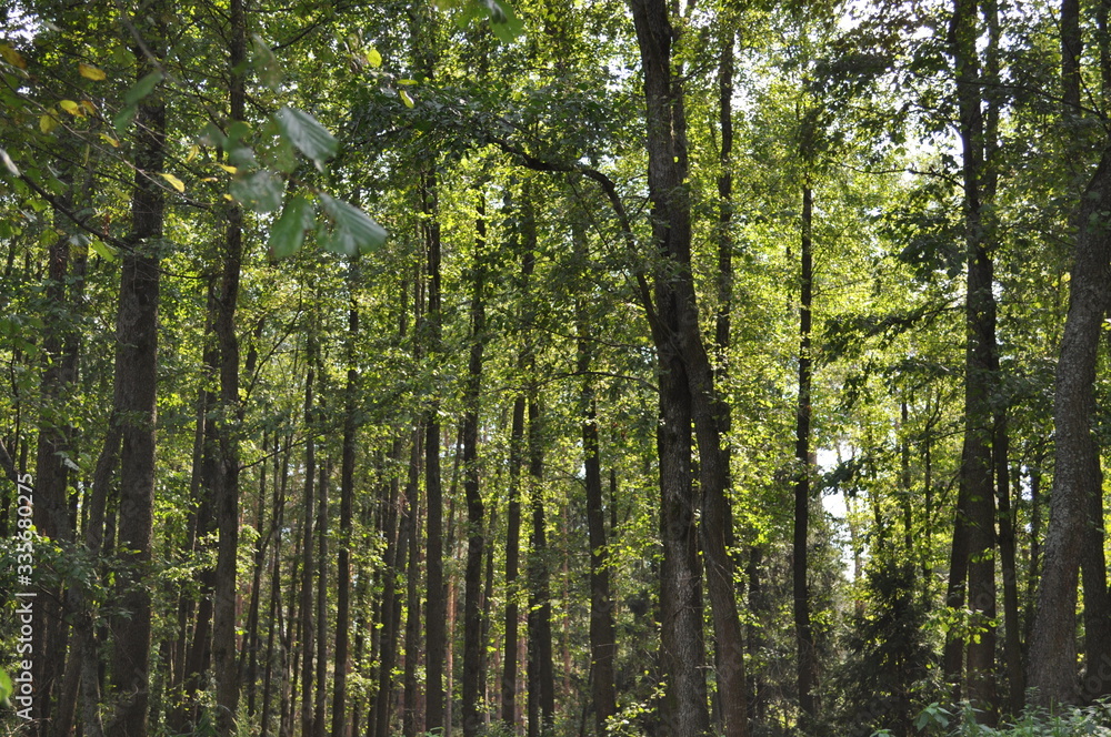 Obraz premium forest in the morning