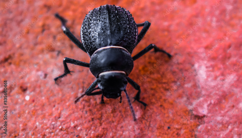 beetle on the ground beetle on the ground