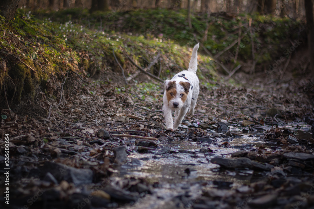 Fototapeta premium Cute Parson Russell Terrier running through Forest Stream