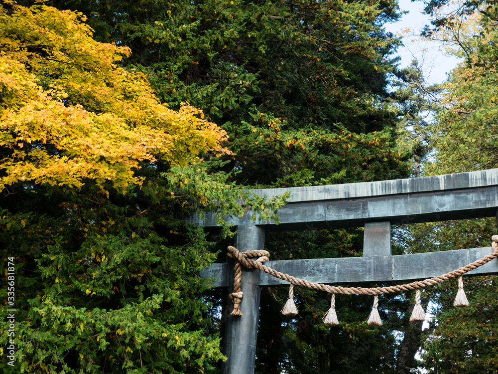 Bronze torii gates of Suwa Taisha Kamisha Honmiya with golden leaves in autumn Bronze torii gates of Suwa Taisha Kamisha Honmiya with golden leaves in autumn