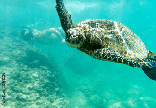Young guy swimming with a green turtle  Oahu Hawaii