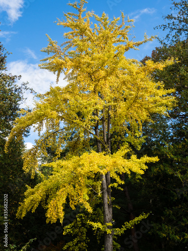 Japanese ginkgo tree with bright yellow leaves in autumn