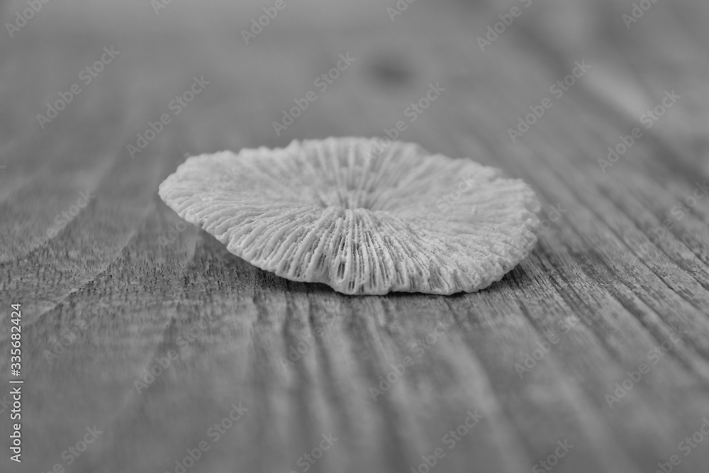 White coral on textured wood. White coral on textured wood.