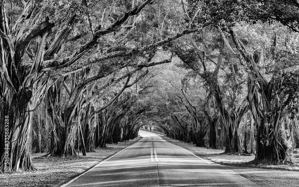 Bridge Road, Hobe Sound, Florida, U.S.A. Stock Photo | Adobe Stock