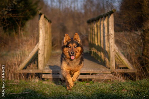 Bohemian Shepherd running across Wooden Bridge