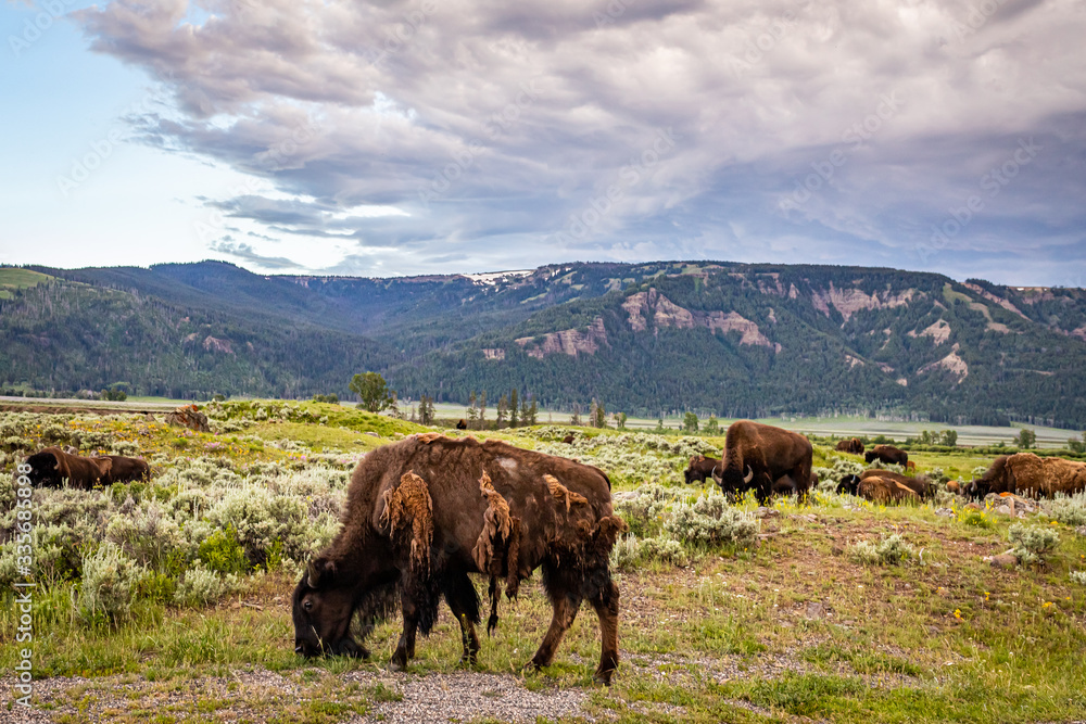 Bison in Yellowstone