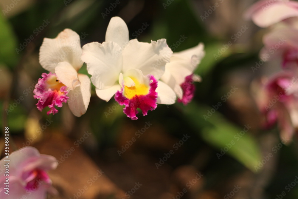 Fototapeta premium orchid, flower, blooming, red, yellow, purple, colorful, fragrant, 