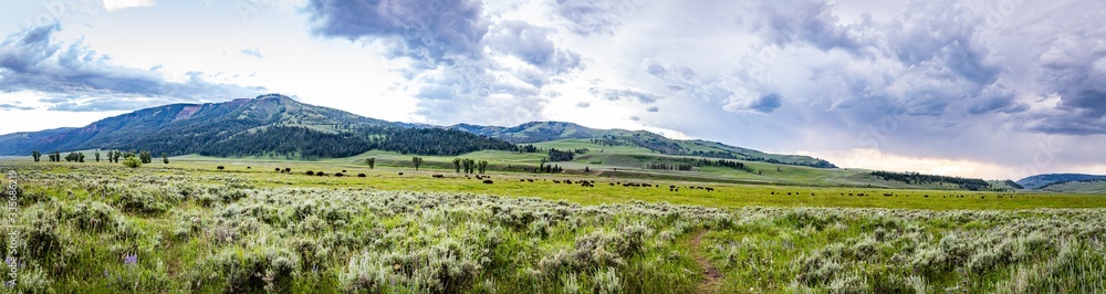 Obraz premium Bison in Yellowstone