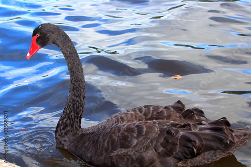 black swan on the lake