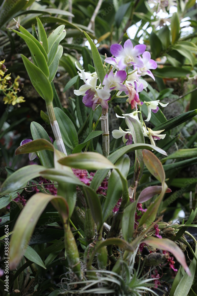 Fototapeta premium orchid, flowering, plant, green, blooming, elegant, fragrant