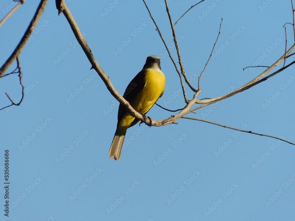 Obraz premium blue tit on a branch in the forest