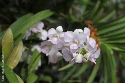 orchid, flowering, plant, green, blooming, elegant, fragrant
