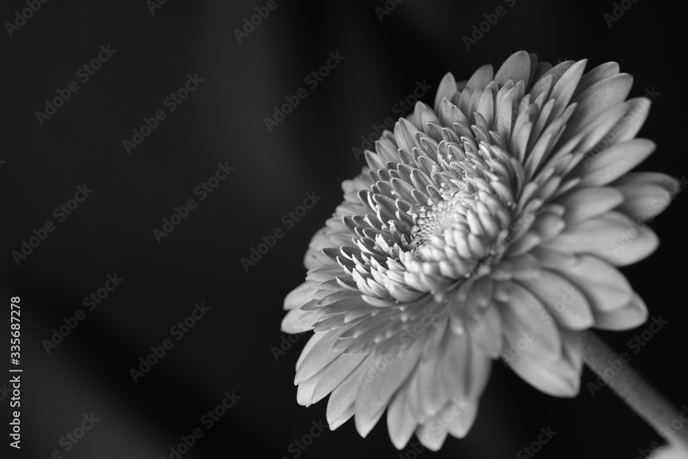 ガーベラ ピンク マクロ 接写 拡大 黒背景 白黒 モノクロ Stock 写真 Adobe Stock