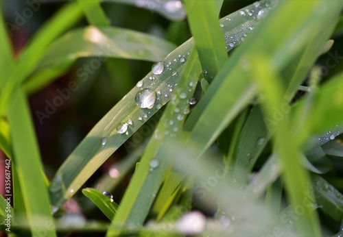 Several morning dew droplets on long grass captured with macro lens