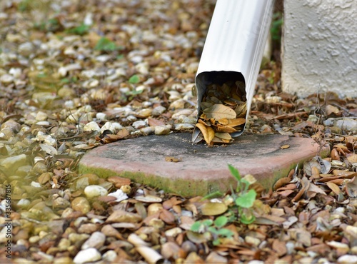 Gutter drain spout is clogged with leaflets from the oak tree creating a hazard