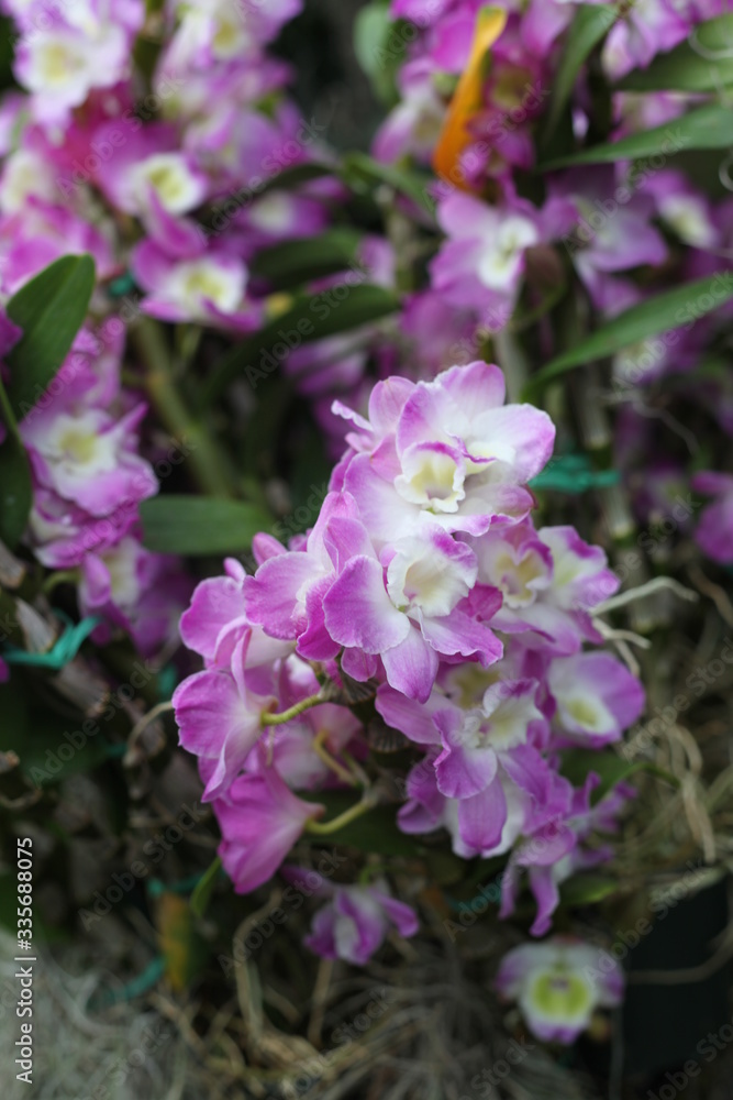 orchid, flowering, plant, green, blooming, elegant,  fragrant