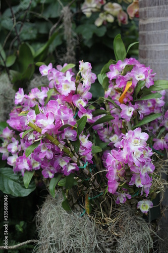 orchid, flowering, plant, green, blooming, elegant, fragrant