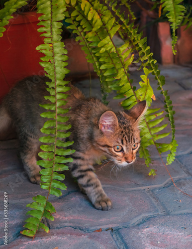 Beautiful tabby cat playing in the garden photo